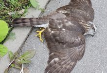 Фото - Трасса мёртвых. Почему в Петербурге птицы разбиваются о сверхпрочную бюрократию